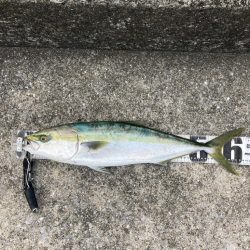 久しぶりの青牙&鰤族マルチ。。