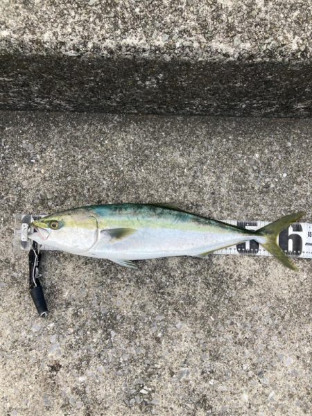 久しぶりの青牙&鰤族マルチ。。