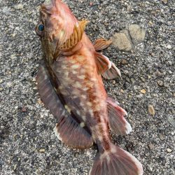 デイアコウがんばる・・・アコウ2+ガシラ複数