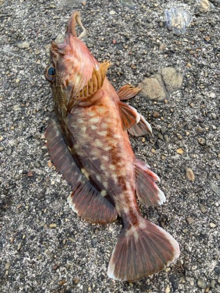 デイアコウがんばる・・・アコウ2+ガシラ複数