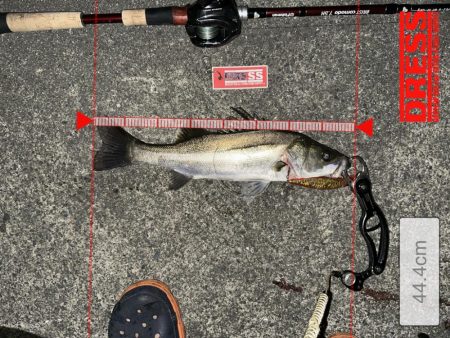 ルアーのサイズの釣れる魚のサイズが合ってな…