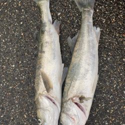 久しぶりのシーバス