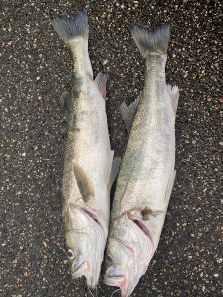 久しぶりのシーバス