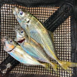 去年と違い渋い・・・