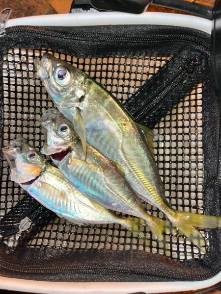 去年と違い渋い・・・