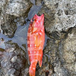 多種多様釣れてます!但しサイズが伸びない!