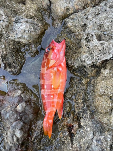 多種多様釣れてます!但しサイズが伸びない!