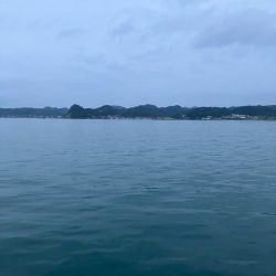 丸々太ったオーバーサイズカマス!