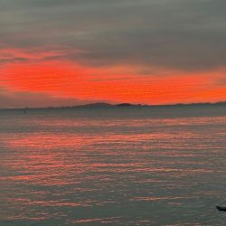 激流にエギを流してただ巻きでアオリイカゲット!