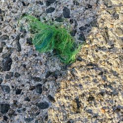 清掃活動：エギング