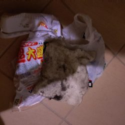 清掃活動：コッシー（小潮）&強風テ…