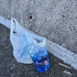 清掃活動：アイゴのシーズン②