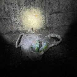 清掃活動：人マジシャン　魚少なめ