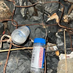 清掃活動：サスケの反応が良い