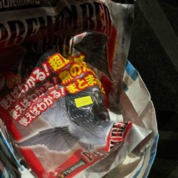 清掃活動：秋のチヌ釣り、結構釣れて楽しかっ…