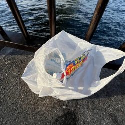 清掃活動：アイゴの次期