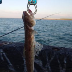 しょあじぎ&のませ