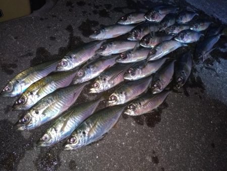 集魚灯でアジング