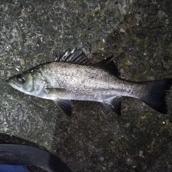 ナイトゲームでヒラセイゴをゲット!