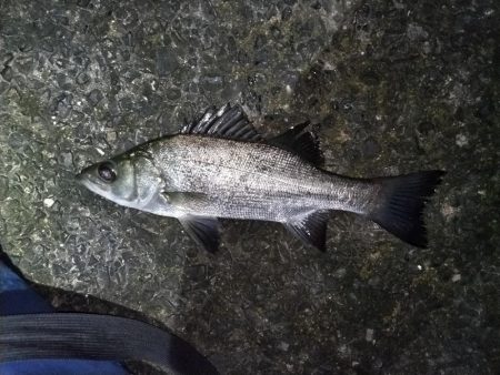 ナイトゲームでヒラセイゴをゲット!