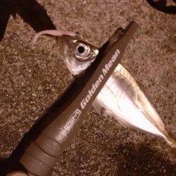 今年はいいのかな?