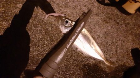 今年はいいのかな?