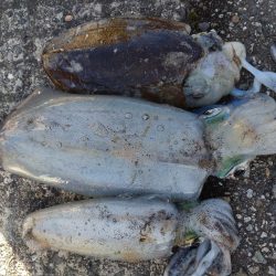 障泥2杯!甲イカ1杯!