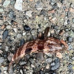 障泥1杯、キジハタ2匹!(お)