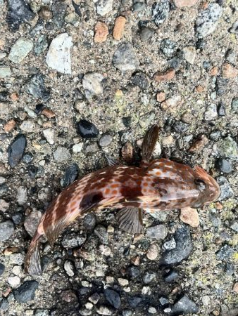 障泥1杯、キジハタ2匹!(お)