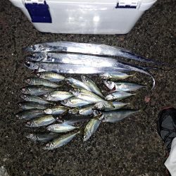 太刀魚ウキ釣りからの投げサビキ釣り