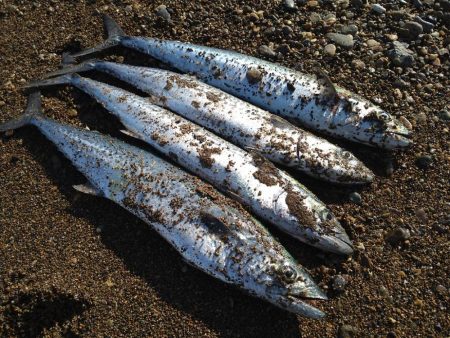 サーフでサゴシ連チャン