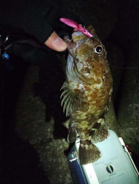 1分ワームで良型ガシラ