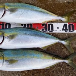 秋の青物シーズン開幕 (その4)