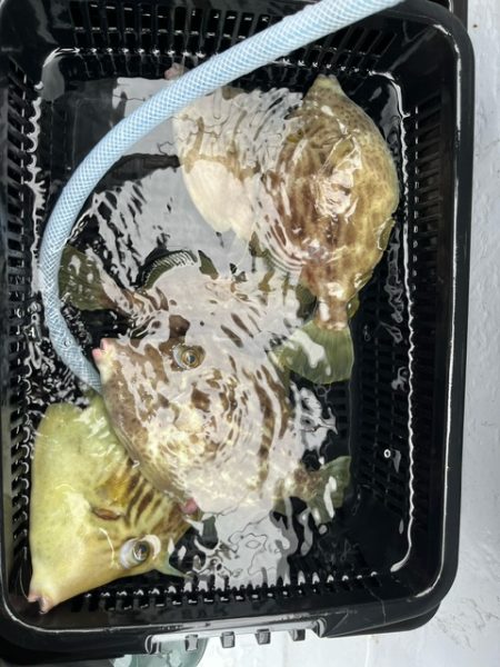 今季初のカワハギ釣りはとても厳しいモノでし…