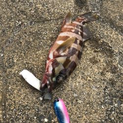 ハイブリッド釣法でアカハタGET