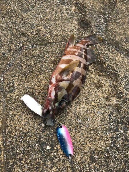 ハイブリッド釣法でアカハタGET