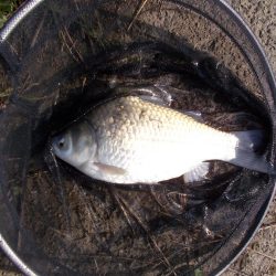 紀ノ川/田井ノ瀬 ヘラブナ釣り ヘラブナ30cm✗1枚,マブナ2枚