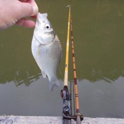 隠れ谷池(管理釣り場 橋本市) ヘラブナ釣り 6枚