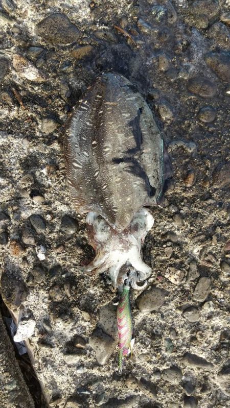 やっとエギングでイカをゲットする事が出来ま…