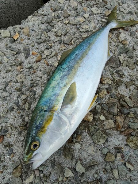 久しブリではなかった