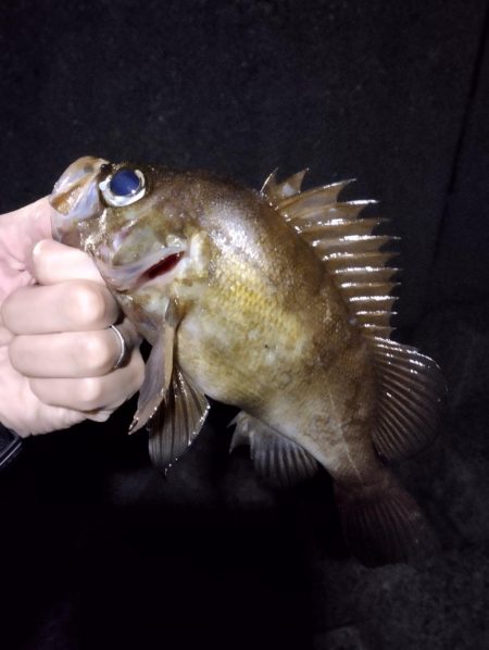 メバル最高記録