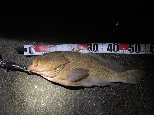 アコウ、タチウオ