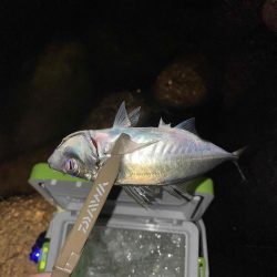 アジング ツ抜け