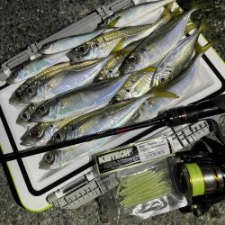 アジングナイト 好調維持