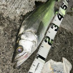 久々セイゴ祭り!