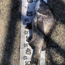 イチノ兄弟、釣果!