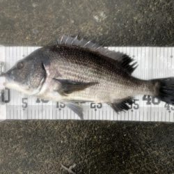 イチノ兄弟、釣果!