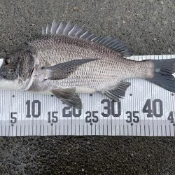 イチノ兄弟、釣果!