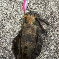 エギング 佐渡遠征⑦その2