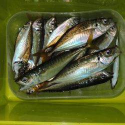 秋のアジ釣り 良型が少し